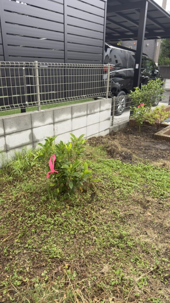 施工前のお庭の雑草の写真1